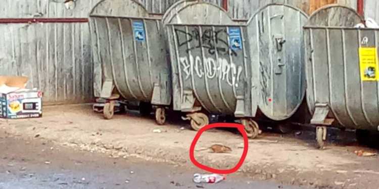 Горезвісний довгобуд на 3-й Слобідський у Миколаєві став розсадником щурів – мешканці навколишніх багатоповерхівок побоюються, що ті підуть в їхні квартири (ВІДЕО)