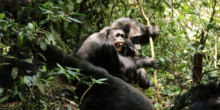 У людей навчилися? Вчені зафіксували «громадянську війну» серед шимпанзе в угандійському Нацпарку