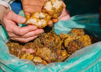 Елітна парфумерія під загрозою: посуха в Африці нищить смолу мирри – ключовий її складник