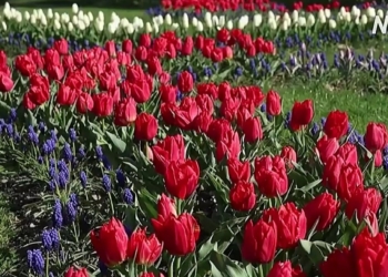 Не Кекенхоф, але теж вражає: 140 000 тюльпанів побачать гості фестивалю в містечку Морж у Швейцарії (ВІДЕО)