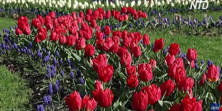 Не Кекенхоф, але теж вражає: 140 000 тюльпанів побачать гості фестивалю в містечку Морж у Швейцарії (ВІДЕО)