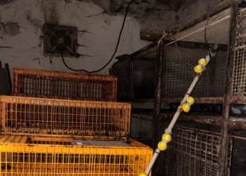 Страшна історія на Харківщині – зять вбив тещу і півтора року ховав тіло в сараї, але все одно попався