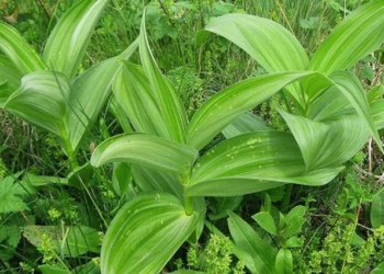 У Львові лікар з’їв черемшу і  помер. Ймовірно, замість корисної зелені йому продали отруйний “аналог”