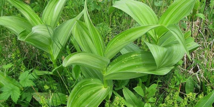 У Львові лікар з’їв черемшу і помер. Ймовірно, замість корисної зелені йому продали отруйний “аналог”