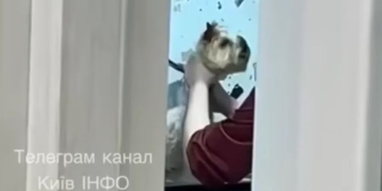 У Києві грумерка знущалася і ледь не задушила собаку, поліція перевіряє обставини (ВІДЕО)