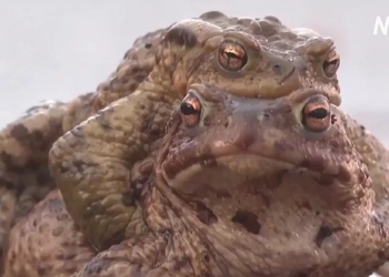 Жаб’ячий патруль: як у Польщі рятують амфібій від машин (ВІДЕО)