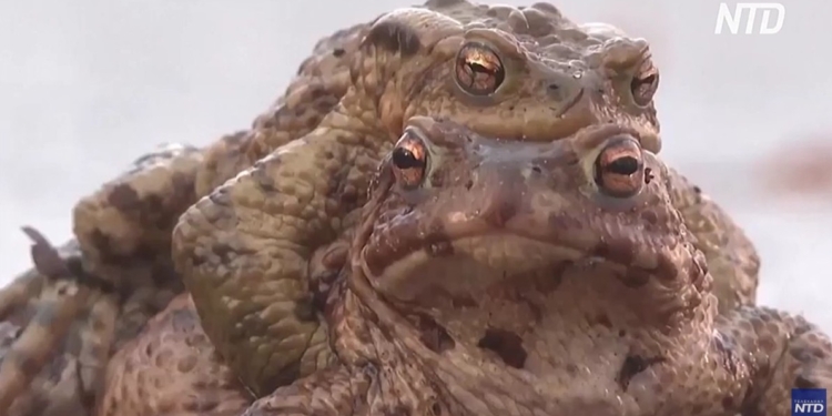 Жаб’ячий патруль: як у Польщі рятують амфібій від машин (ВІДЕО)