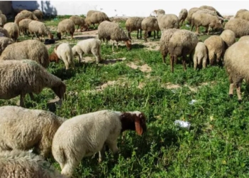 У Франції молодий мігрант з Афганістану ґвалтував кіз та овець. Йому загрожує в’язниця і великий штраф