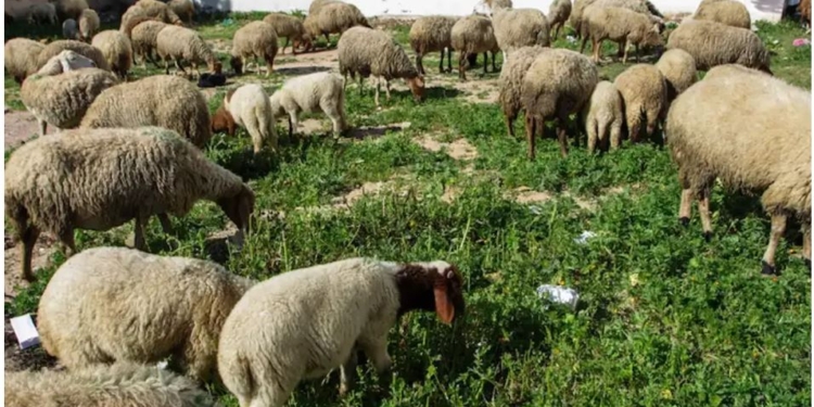 У Франції молодий мігрант з Афганістану ґвалтував кіз та овець. Йому загрожує в’язниця і великий штраф