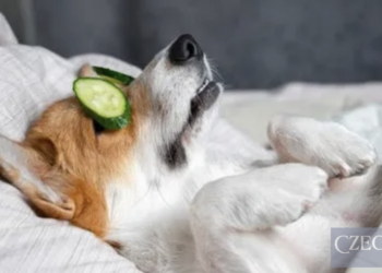 В Італії тепер можна буде взяти оплачуваний лікарняний для догляду за домашніми тваринами