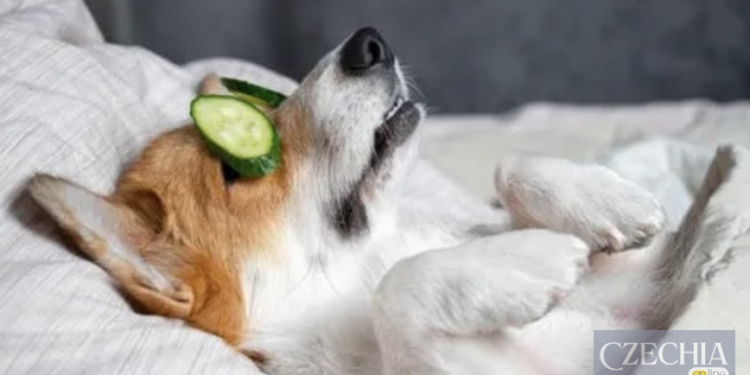 В Італії тепер можна буде взяти оплачуваний лікарняний для догляду за домашніми тваринами