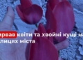 У Миколаєві вирахували бомжа, який виривав на клумбах квіти і хвойні, а потім продавав