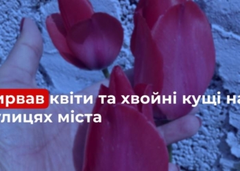 У Миколаєві вирахували бомжа, який виривав на клумбах квіти і хвойні, а потім продавав