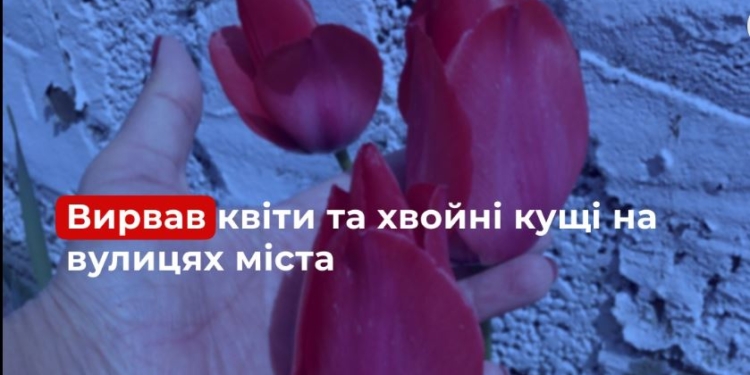 У Миколаєві вирахували бомжа, який виривав на клумбах квіти і хвойні, а потім продавав