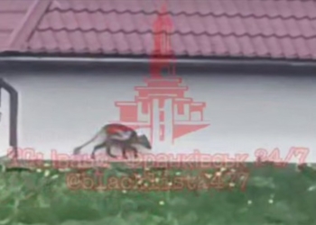 У Прикарпатті знову побачили чупакабру і вперше зафільмували (ВІДЕО)