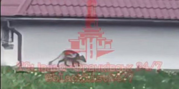 У Прикарпатті знову побачили чупакабру і вперше зафільмували (ВІДЕО)