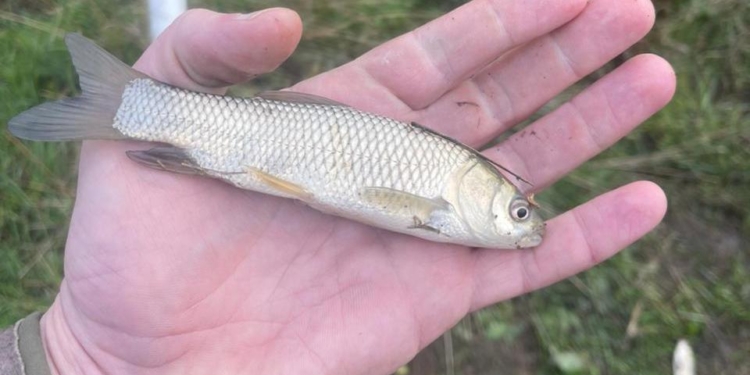 Зариблення на Миколаївщині – у Щербанівське водосховище вселили понад 290 тисяч мальків (ФОТО, ВІДЕО)