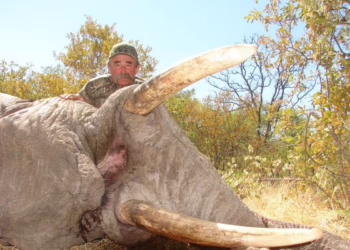 Помста природи. В Африці стадо слонів затоптало відомого мисливця-мільйонера, коли він полював на антилоп (ФОТО)