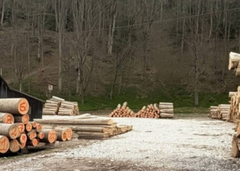 На Буковині перекрито тіньовий експорт лісу до Молдови – вилучили 10 мільйонів готівки (ФОТО)