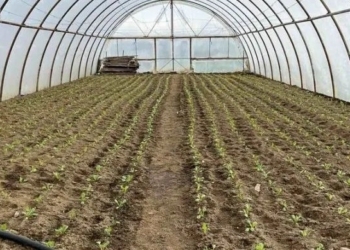 Фландрія та ФАО виділили $1 млн для відновлення фермерів Миколаївщини