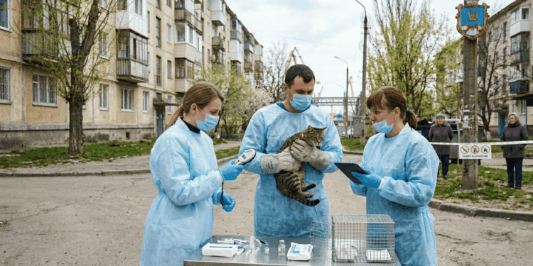 На території Миколаєва виявлено випадок сказу – де саме