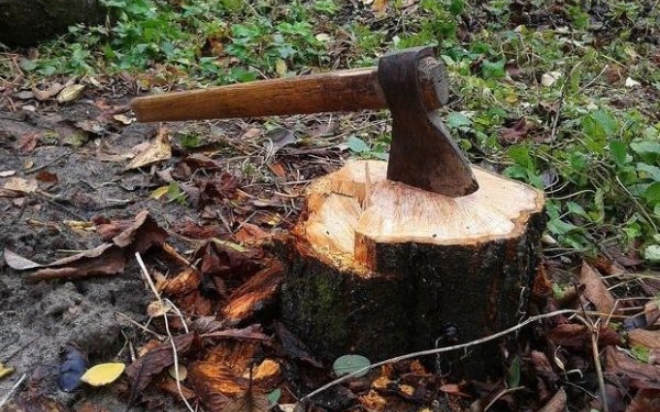 Мінекономіки дало позитивний Висновок ОВД на розміщення АЗС у Миколаєві – буде знесено 192 дерева (ДОКУМЕНТ)