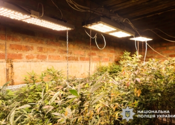 Вирощували коноплю по всім правилам агронауки та пересилали канабіс для збуту – затримані мешканка Миколаєва та двоє криворожців (ФОТО, ВІДЕО)