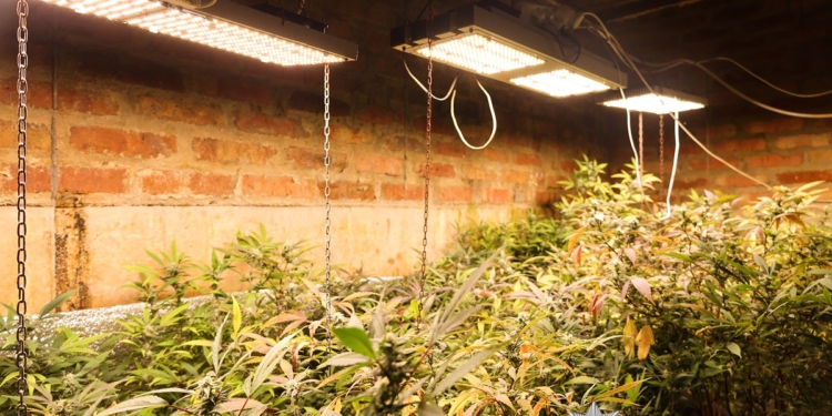 Вирощували коноплю по всім правилам агронауки та пересилали канабіс для збуту – затримані мешканка Миколаєва та двоє криворожців (ФОТО, ВІДЕО)