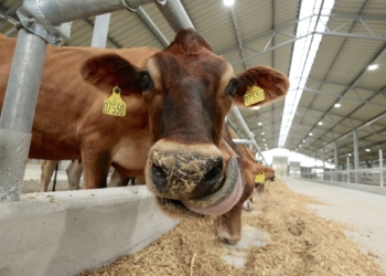 В Україні відкрили молочну ферму, де зібрали особливих корів – дають молоко 6% жирності (ФОТО)