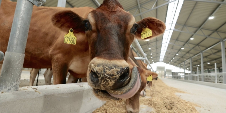 В Україні відкрили молочну ферму, де зібрали особливих корів – дають молоко 6% жирності (ФОТО)