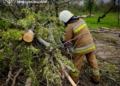 У Миколаєві буревій виривав величезні дерева. В області також (ФОТО)