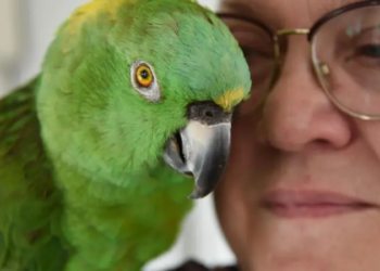 “Мій папуга приревнував мене – і не розмовляв зі мною 40 років”