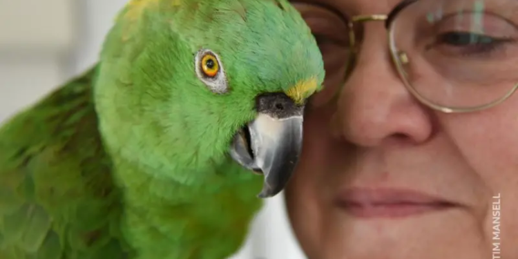 “Мій папуга приревнував мене – і не розмовляв зі мною 40 років”