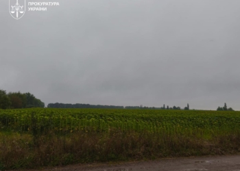 Зловмисники засіяли майже 2 тис. га у Чорнобильській зоні та продавали врожай на ринку – справу передано до суду