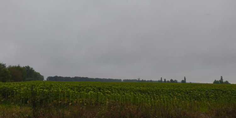 Зловмисники засіяли майже 2 тис. га у Чорнобильській зоні та продавали врожай на ринку – справу передано до суду