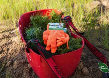 Під Миколаєвом лісівники відновлюють лісове урочище, яке майже вщент вигоріло під час оборони міста (ФОТО)