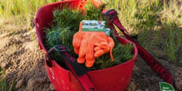 Під Миколаєвом лісівники відновлюють лісове урочище, яке майже вщент вигоріло під час оборони міста (ФОТО)