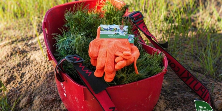 Під Миколаєвом лісівники відновлюють лісове урочище, яке майже вщент вигоріло під час оборони міста (ФОТО)