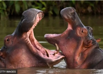 У Колумбії науковці вимагають знищити щонайменше 80 “кокаїнових бегемотів”, бо буде біда. Що відбувається (ФОТО)