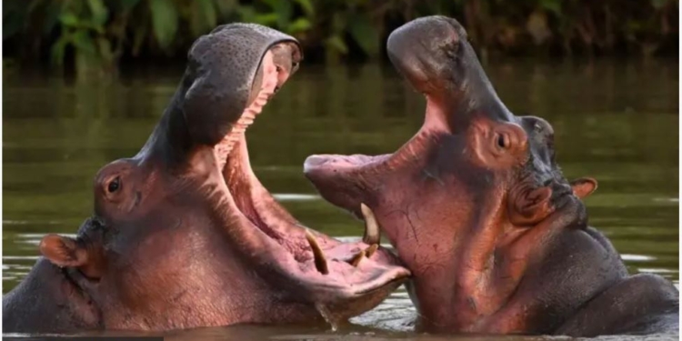 У Колумбії науковці вимагають знищити щонайменше 80 “кокаїнових бегемотів”, бо буде біда. Що відбувається (ФОТО)