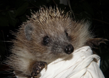Вчені попереджають нас перед літом – їжаків “приручати” не треба і не можна (ФОТО)