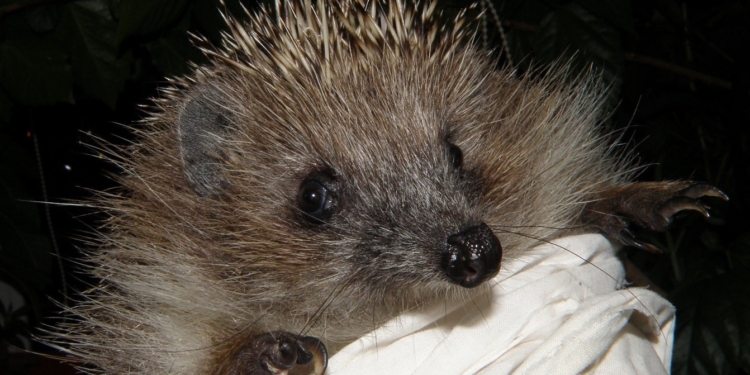 Вчені попереджають нас перед літом – їжаків “приручати” не треба і не можна (ФОТО)