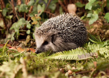 У Німеччині пропонують заборонити нічне використання роботів-газонокосарок – щоб припинити знищення їжаків