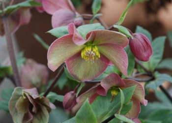 Як позбавитися бур’янів без сапки і хімії? Посадіть ці рослини