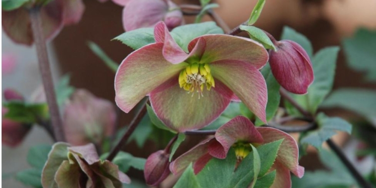 Як позбавитися бур’янів без сапки і хімії? Посадіть ці рослини