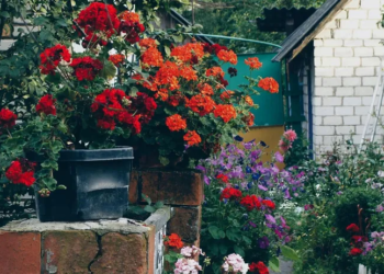 Саме час. Сад для ледачих – 7 витривалих квітів, які не бояться рекордної спеки та посухи