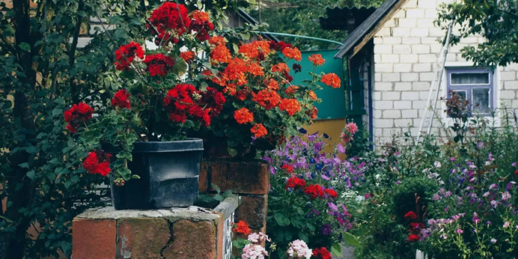 Саме час. Сад для ледачих – 7 витривалих квітів, які не бояться рекордної спеки та посухи