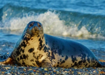 Українські полярники зняли підводну зустріч з морським леопардом (ВІДЕО)