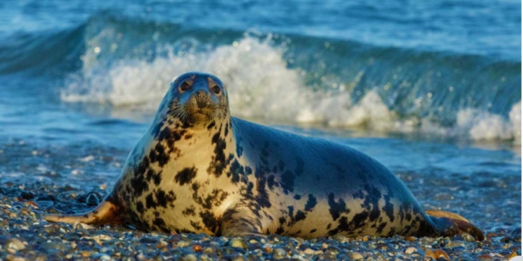 Українські полярники зняли підводну зустріч з морським леопардом (ВІДЕО)