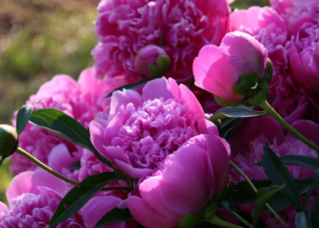 Експерти радять українським фермерам звернути увагу на півонію – рентабельність бізнесу може сягати до 300%